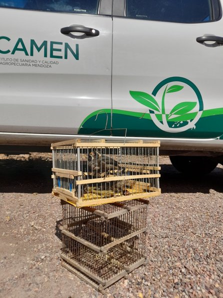 En control de rutina rescatan aves silvestres del tráfico ilegal en Barreras Sanitarias