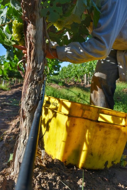 Productores vitícolas mendocinos fijan el precio sugerido de uvas criollas y mezclas