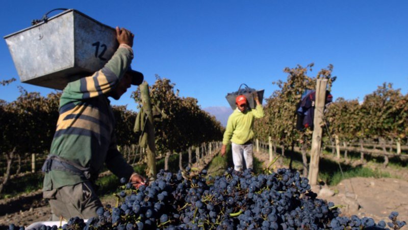 vendimia cosecha uvas vendimia cosecha uvas